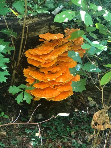 Edible-Chicken-of-the-Woods-Fungus