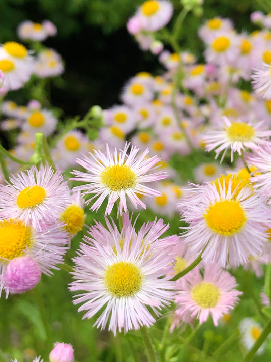 Wild Flowers Slow Living & Health