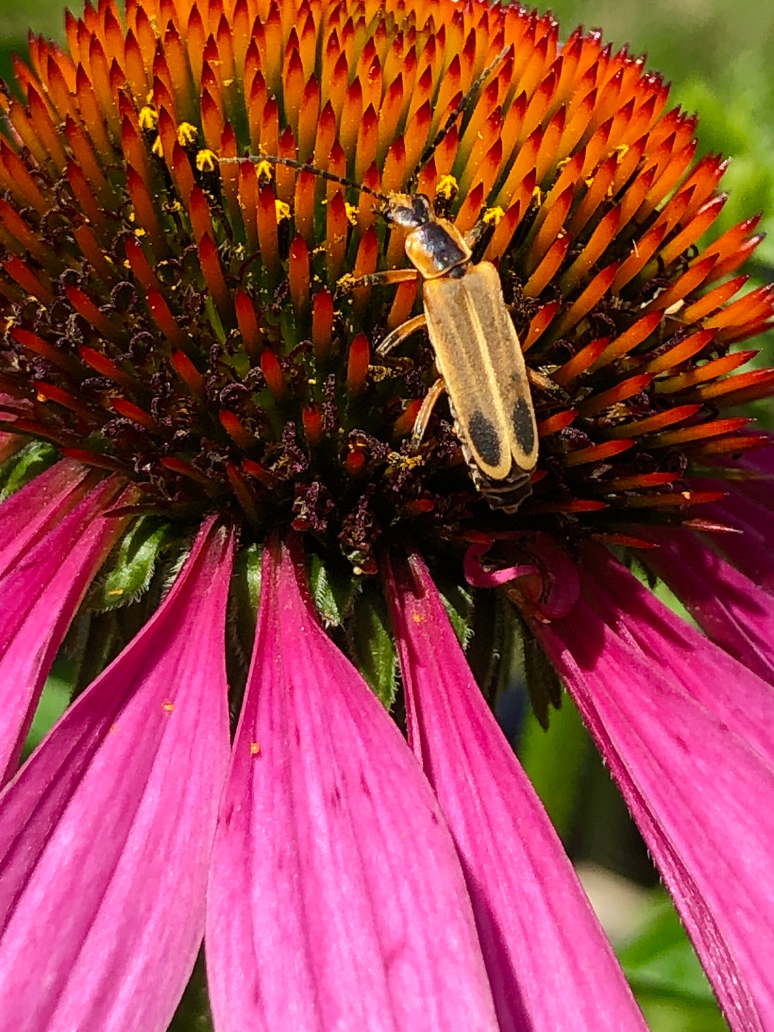 "Nature's Collaboration: Beetle and Echinacea in Symbiotic Dance"