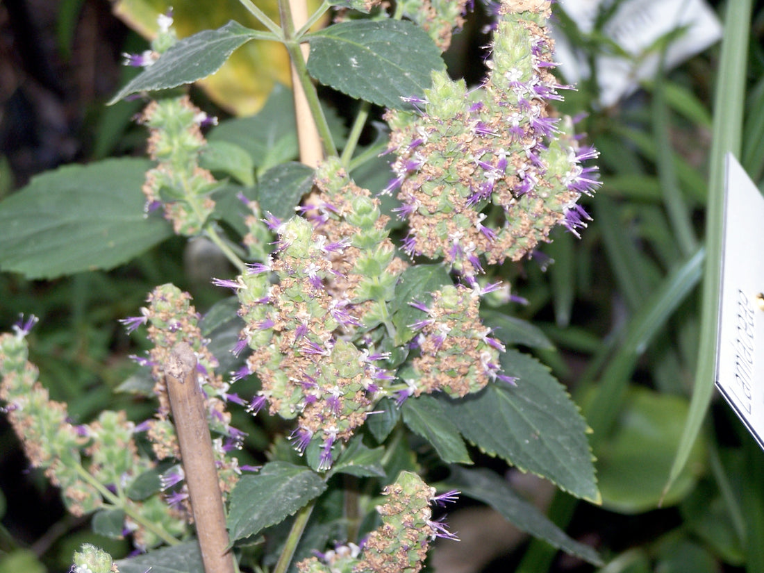 Healing Flowering Patchouli Plant Pogostemon cablin used for making pure essential oils lotions soaps skin care body care medicinal applications that heal the body mind spirit
