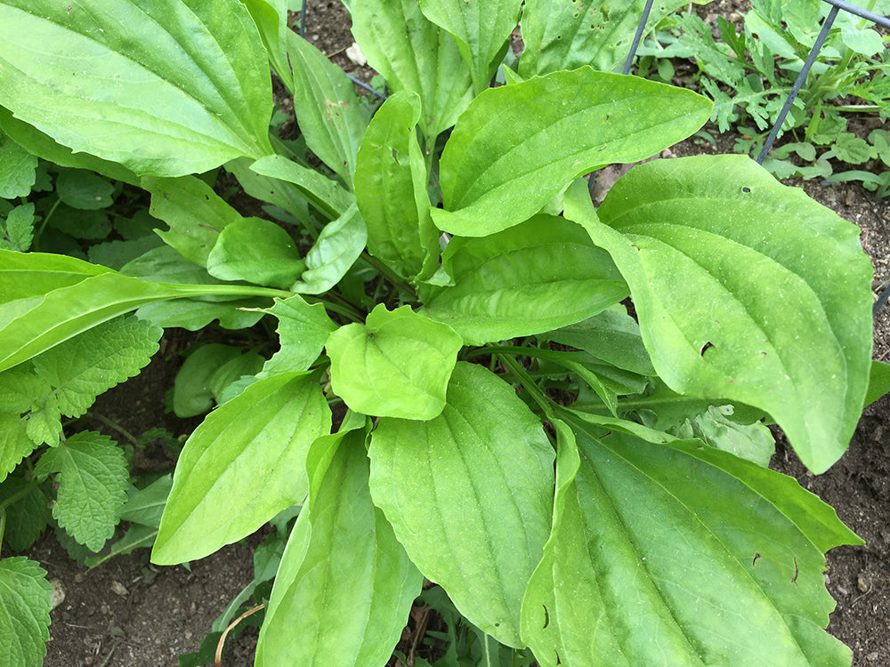 Herbal Salves That Help Burns & Bites