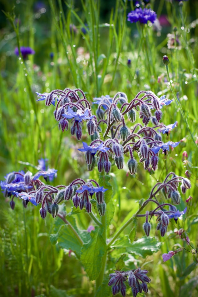 4 Secret Benefits of Borage You'll Love